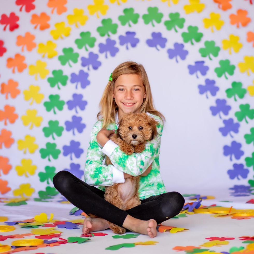 Small Cavapoo Pup in Santa Clarita CA