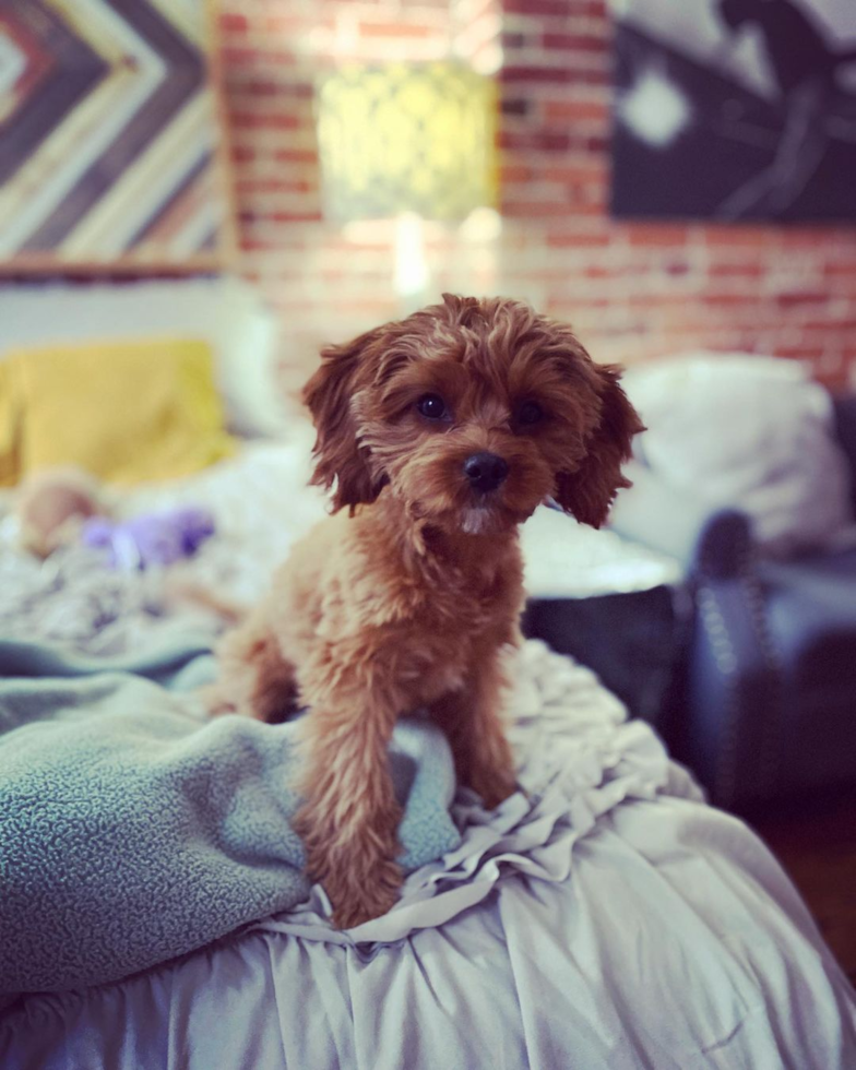 New York Cavapoo Pup