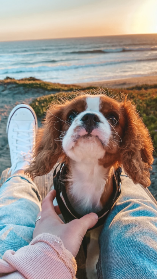 Cavalier King Charles Spaniel Being Cute