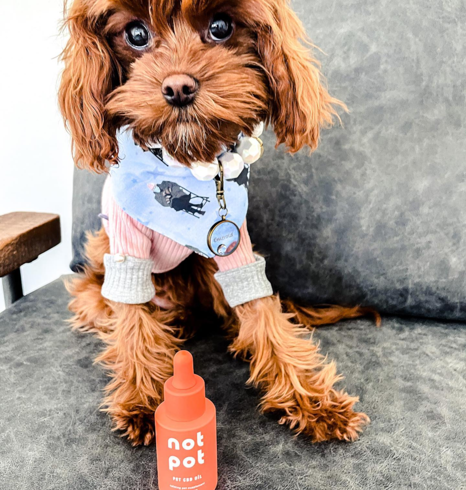 Ogden Cavapoo Pup