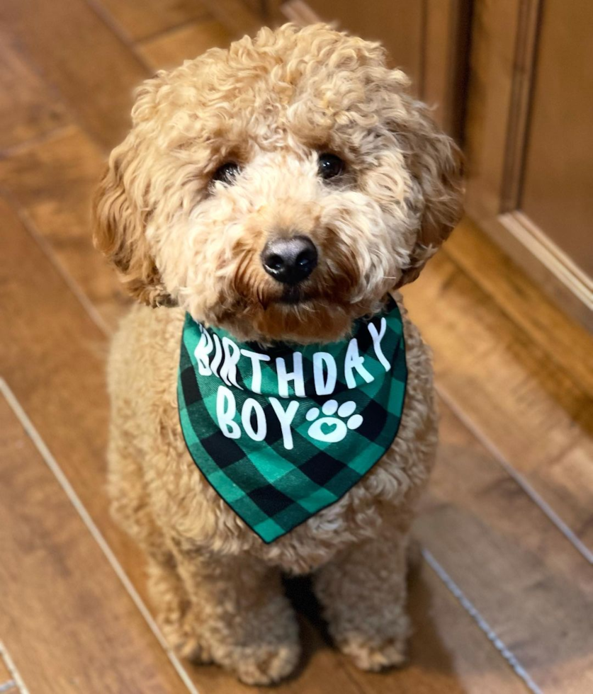 Friendly Mini Goldendoodle Pup