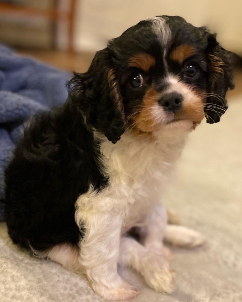 Cute Cavalier King Charles Spaniel Pup in Jackson OH