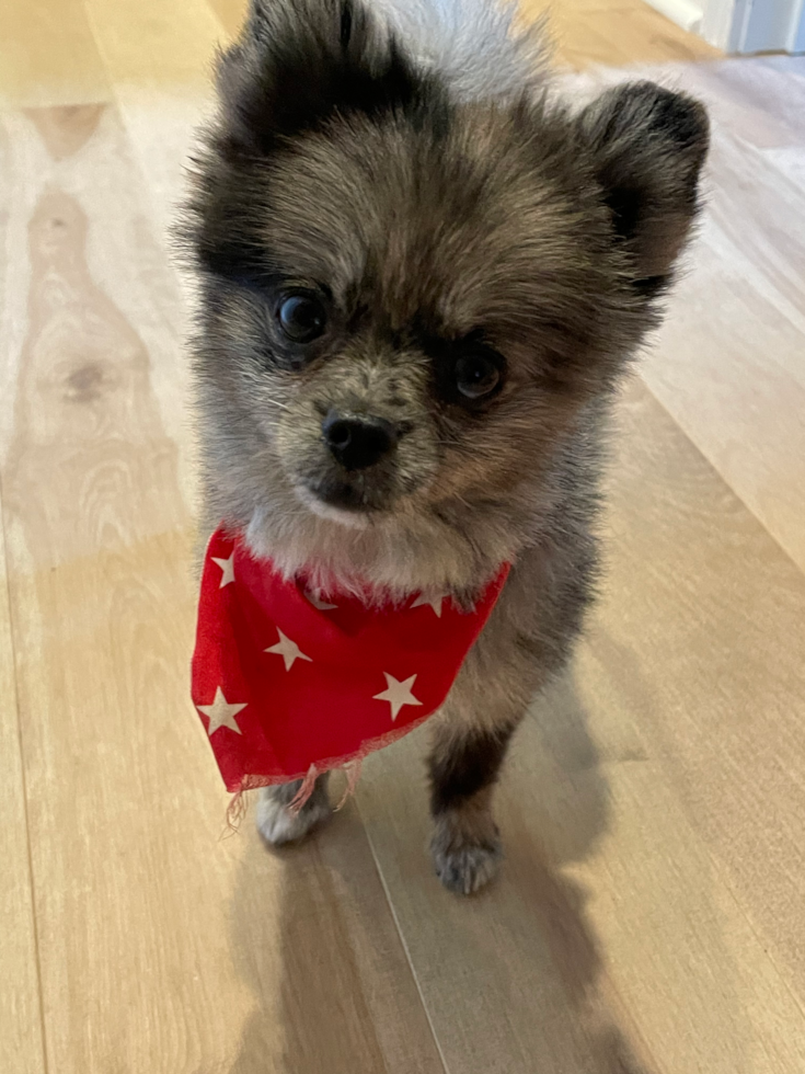 Akc Registered Pomeranian Pup