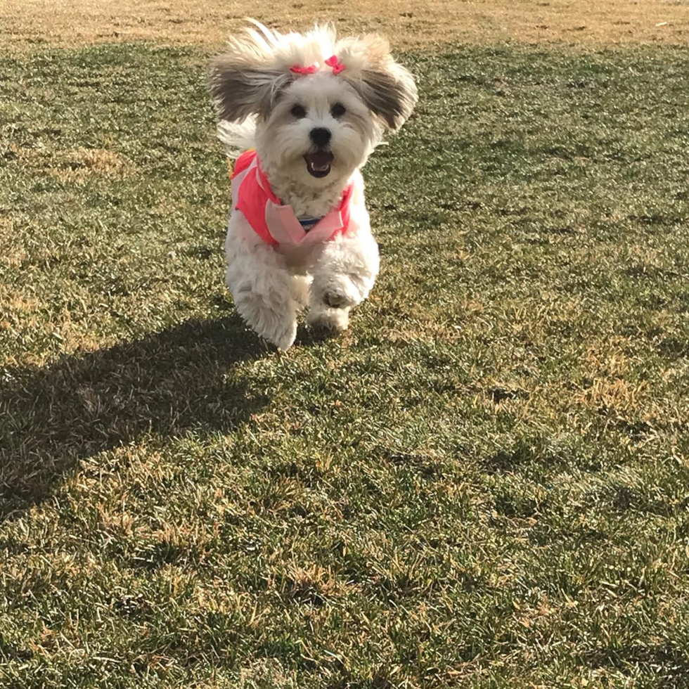 Havanese Being Cute