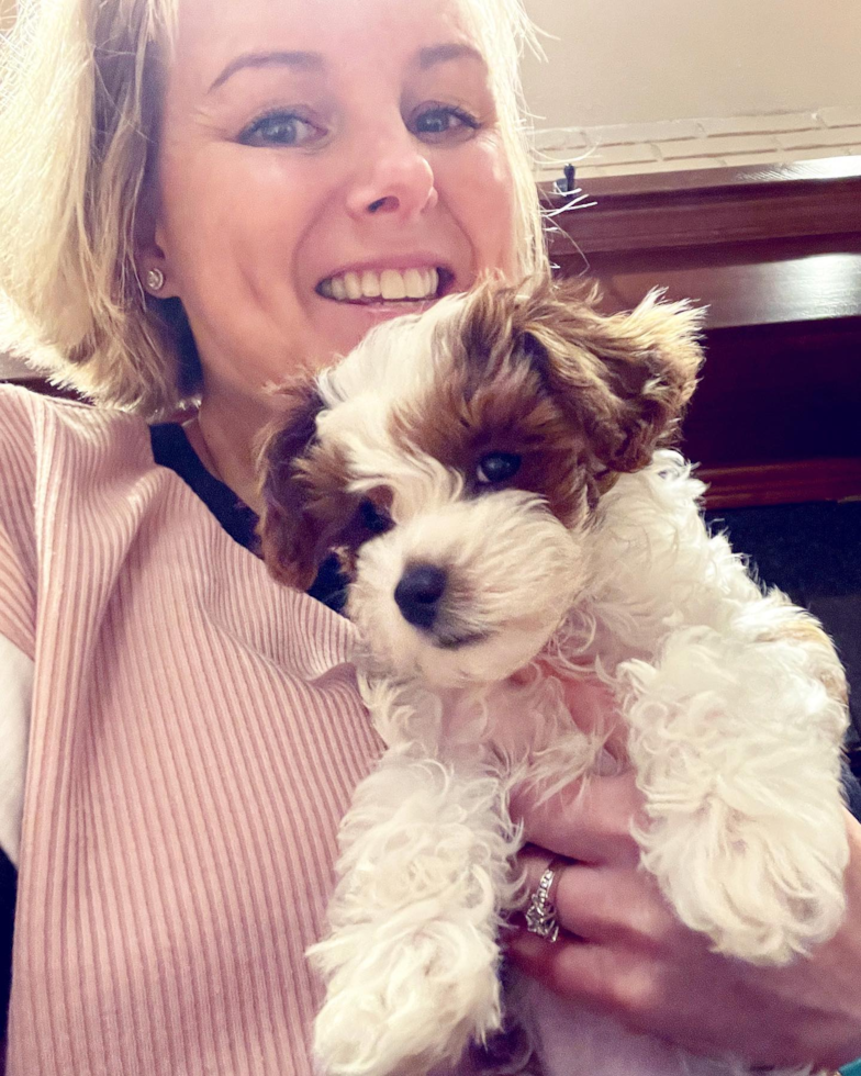 Small Cavapoo Pup in Santa Rosa CA