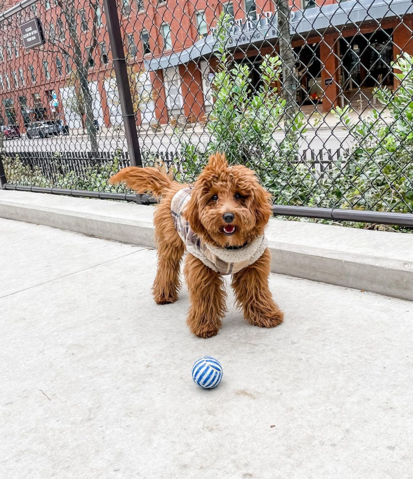 Chicago Cavapoo Pup