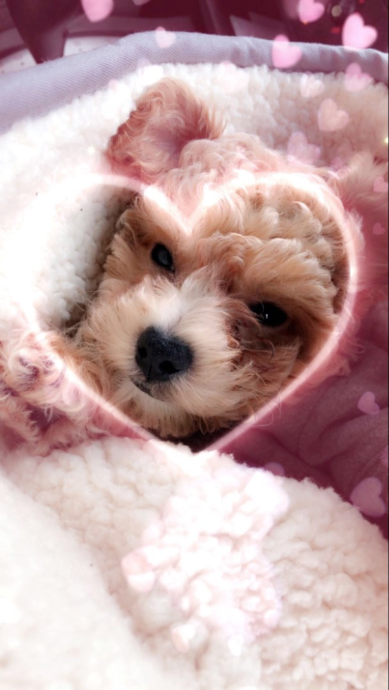 Energetic Maltepoo Poodle Mix Pup