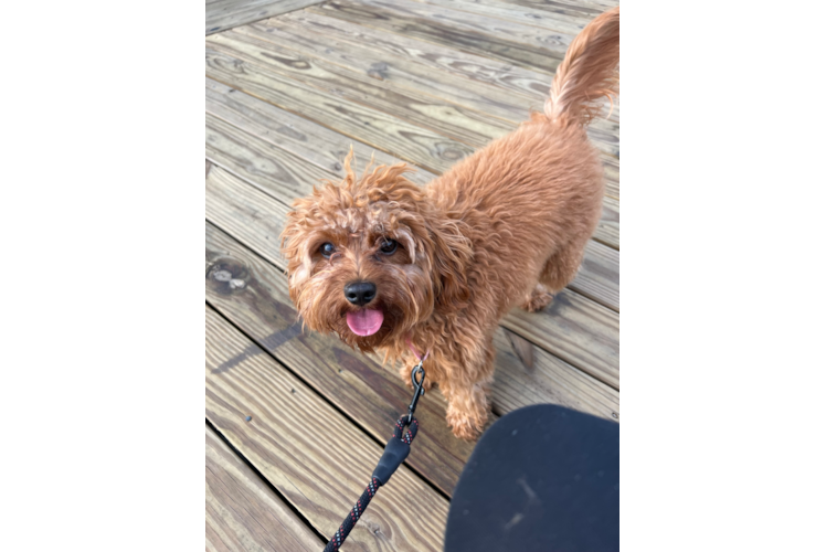 Hypoallergenic Cavoodle Poodle Mix Puppy