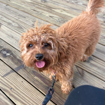 Friendly Cavapoo Pup