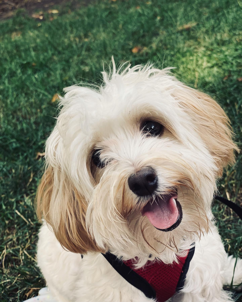 Friendly Poochon Pup