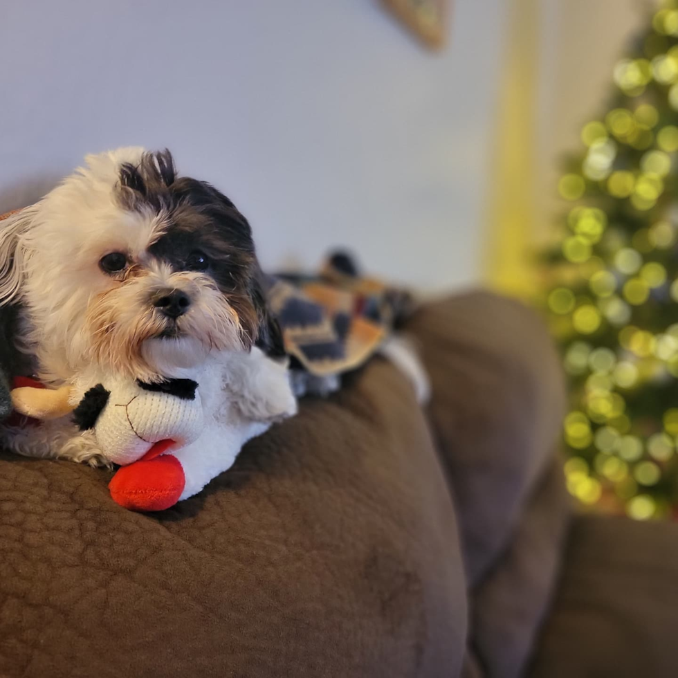 Hypoallergenic Shichon Designer Pup