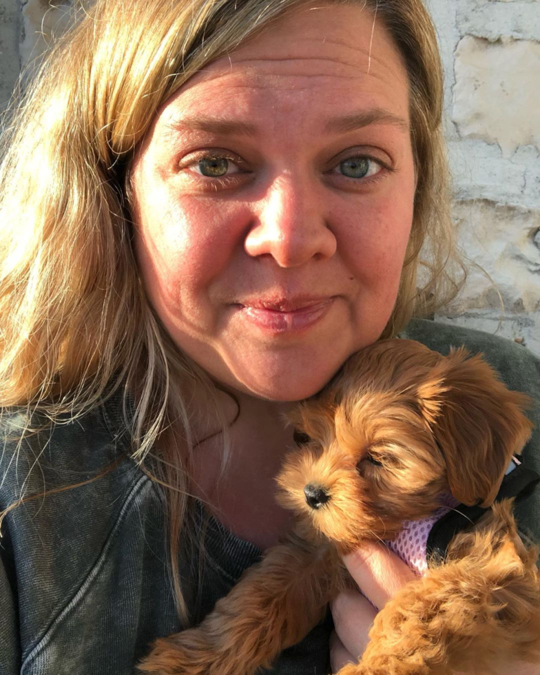 Johnstown Cavapoo Pup