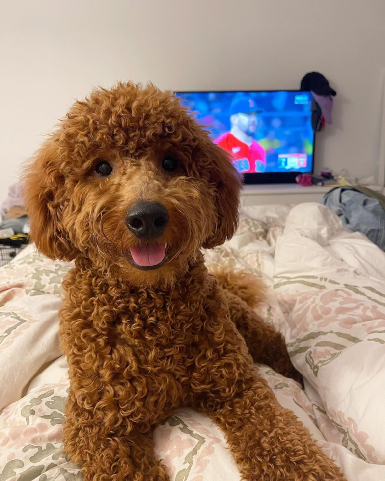 Happy Mini Goldendoodle Pup in Boston MA