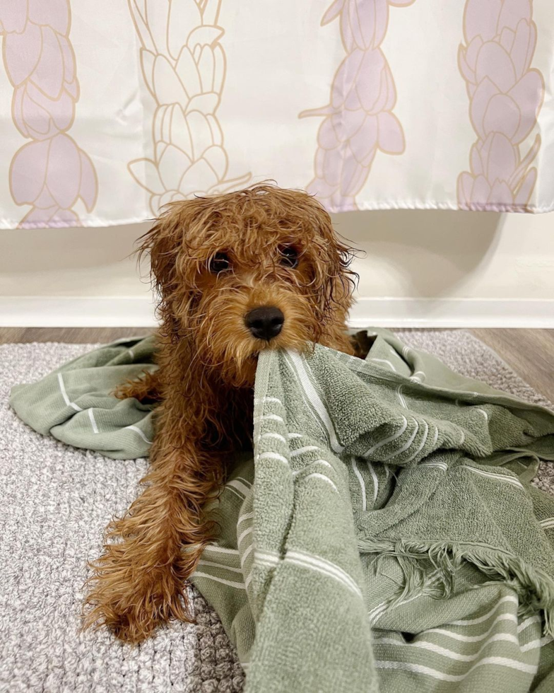 Mini Goldendoodle Being Cute