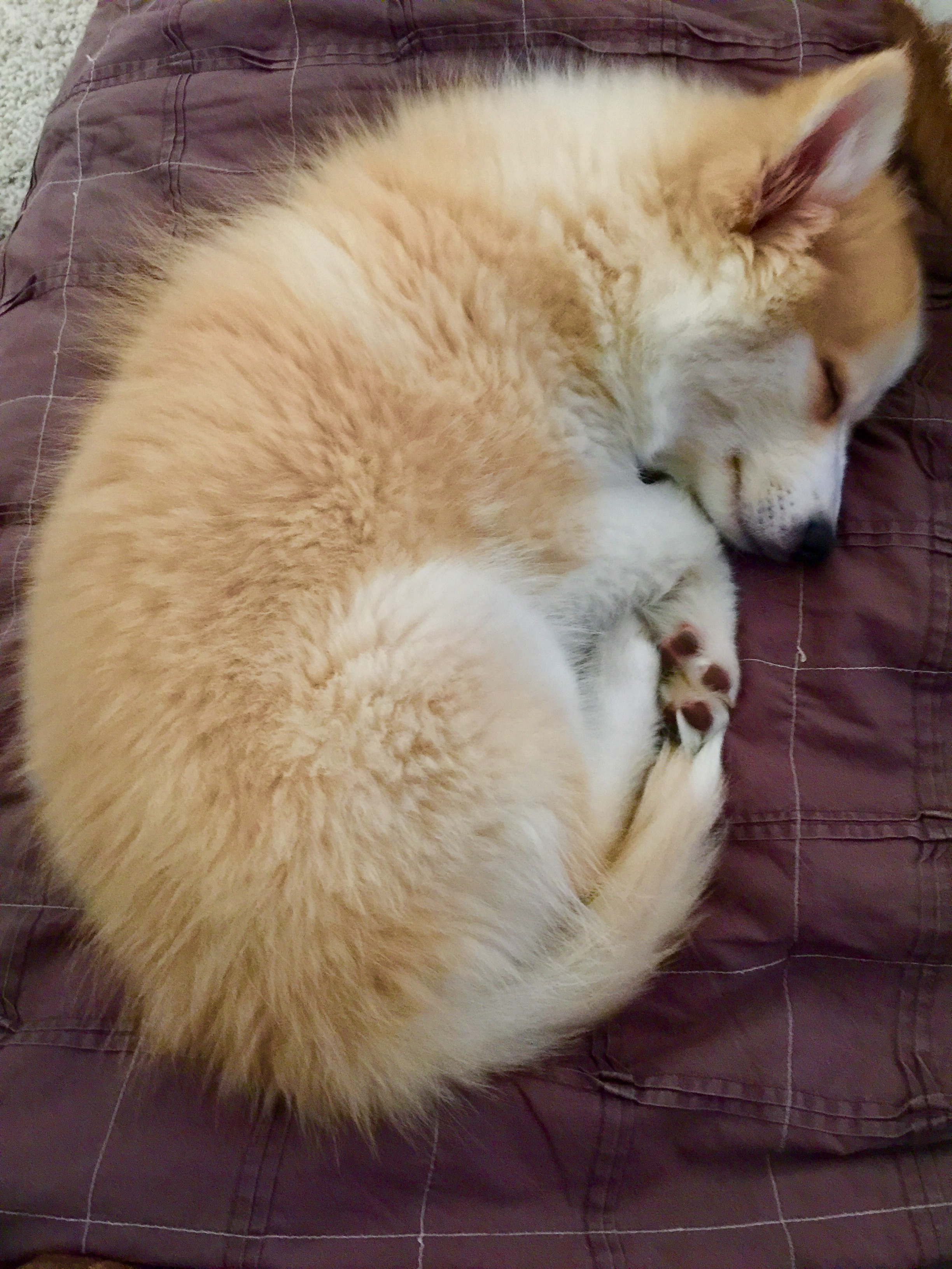 Energetic Mini Husky Designer Puppy