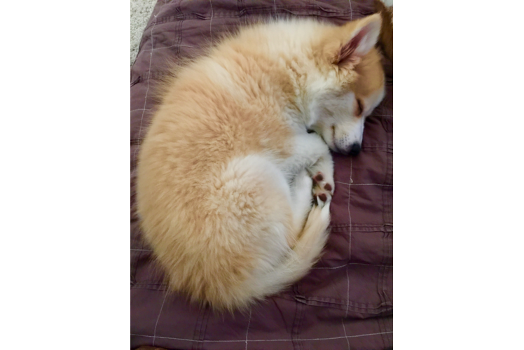 Energetic Mini Husky Designer Puppy