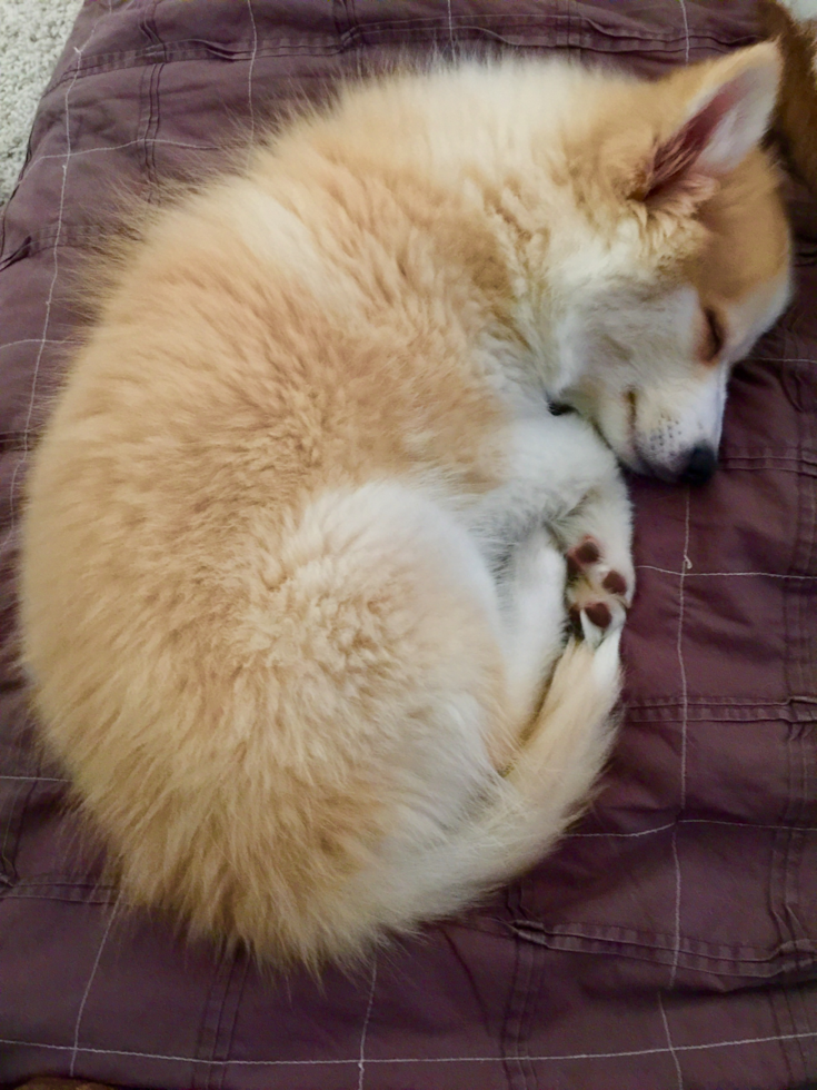 Fresno Pomsky Pup