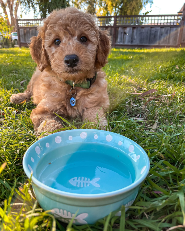 Mini Goldendoodle Being Cute