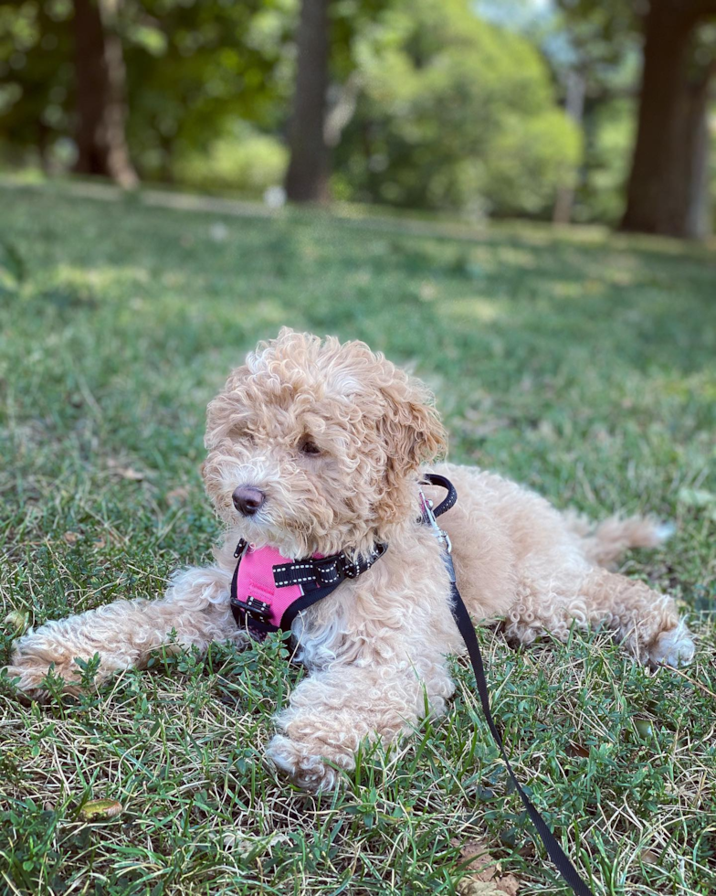 Cute Pudle Purebred Pup