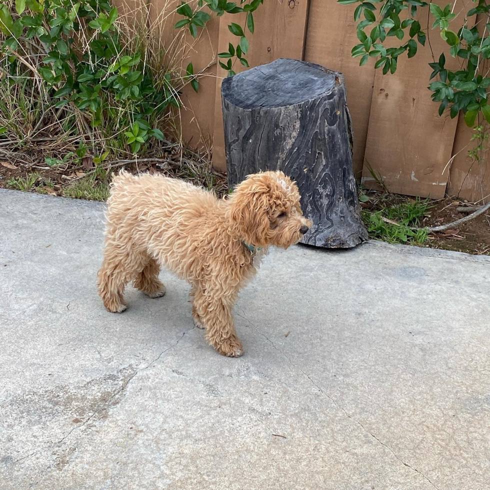 Adorable Poodle Pup in Redlands CA