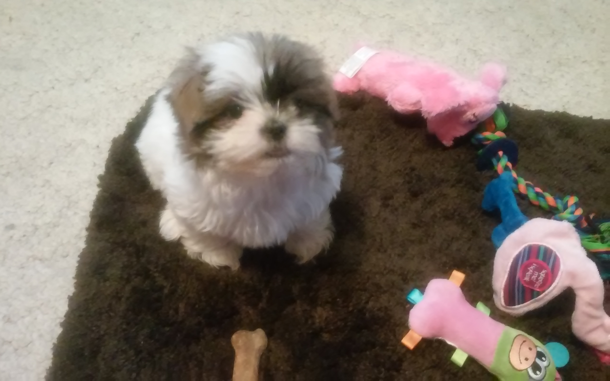 Teddy Bear Pup Being Cute
