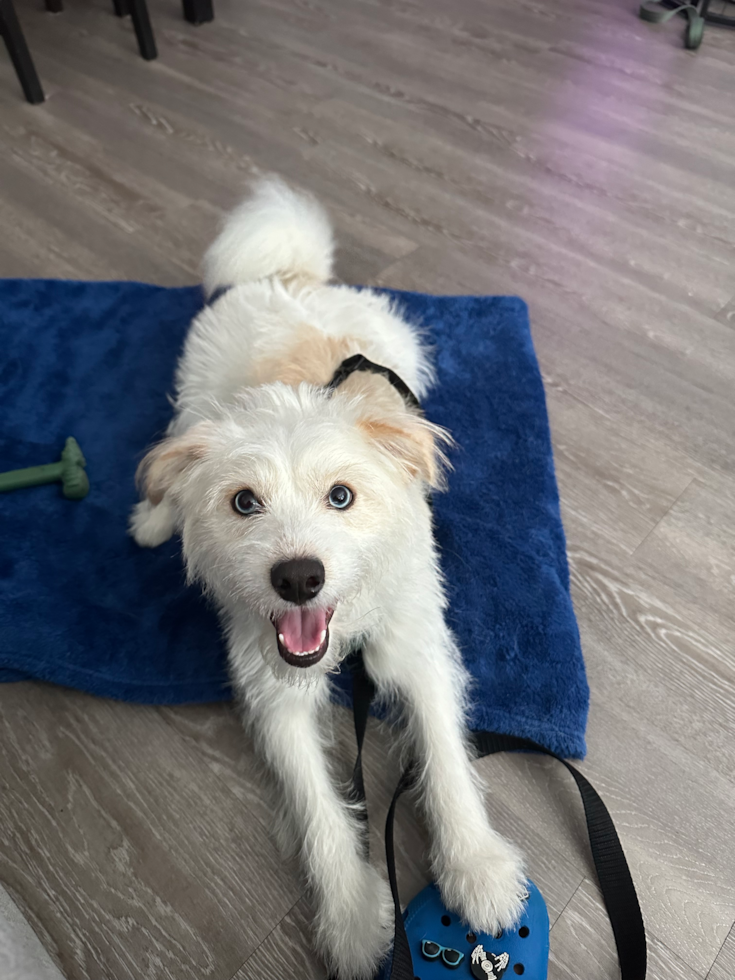 Smart Mini Pomskydoodle Poodle Mix Pup