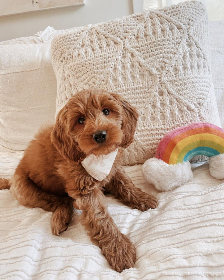 Mini Goldendoodle Being Cute