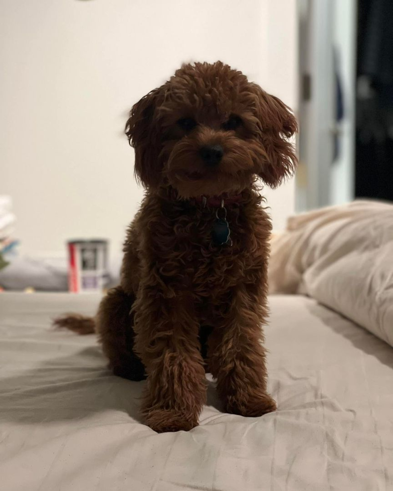 Sweet Cavapoo Pup