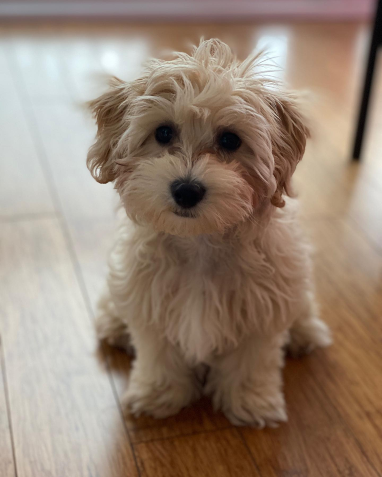 Brooklyn Maltipoo Pup