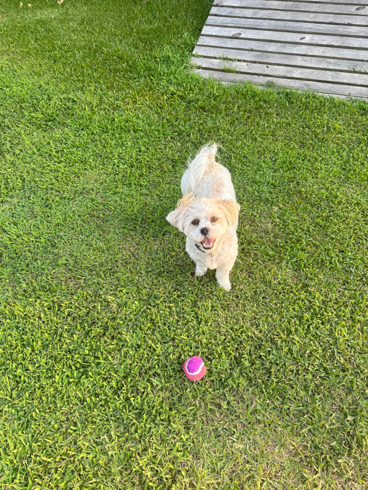 Hypoallergenic Shichon Designer Pup