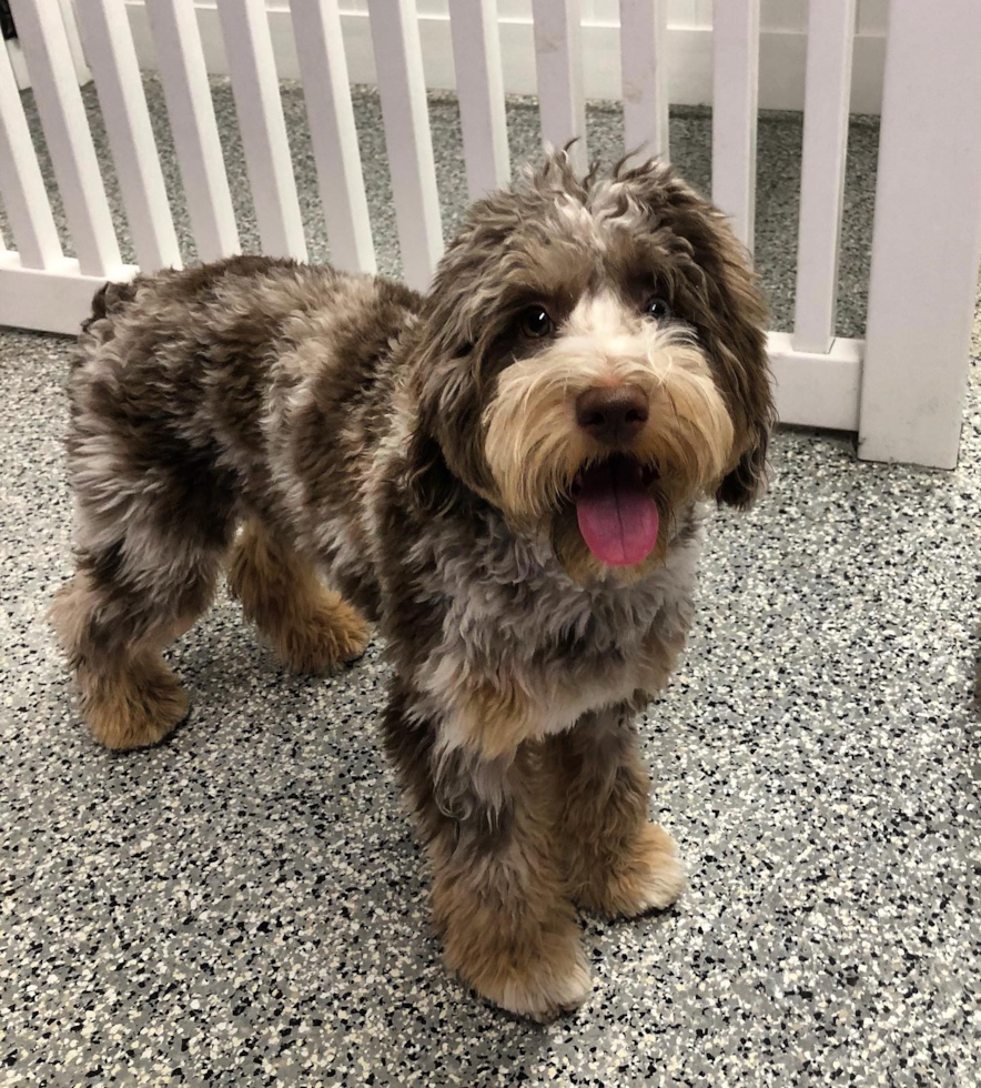 Smart Mini Aussiedoodle Poodle Mix Pup