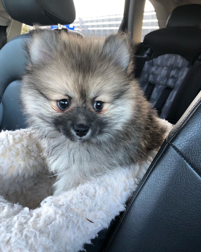 Playful Pomeranian Purebred Pup