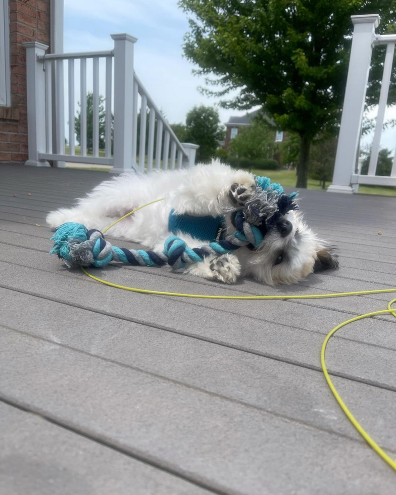 Cute Havanese Pup in St Clairsville OH