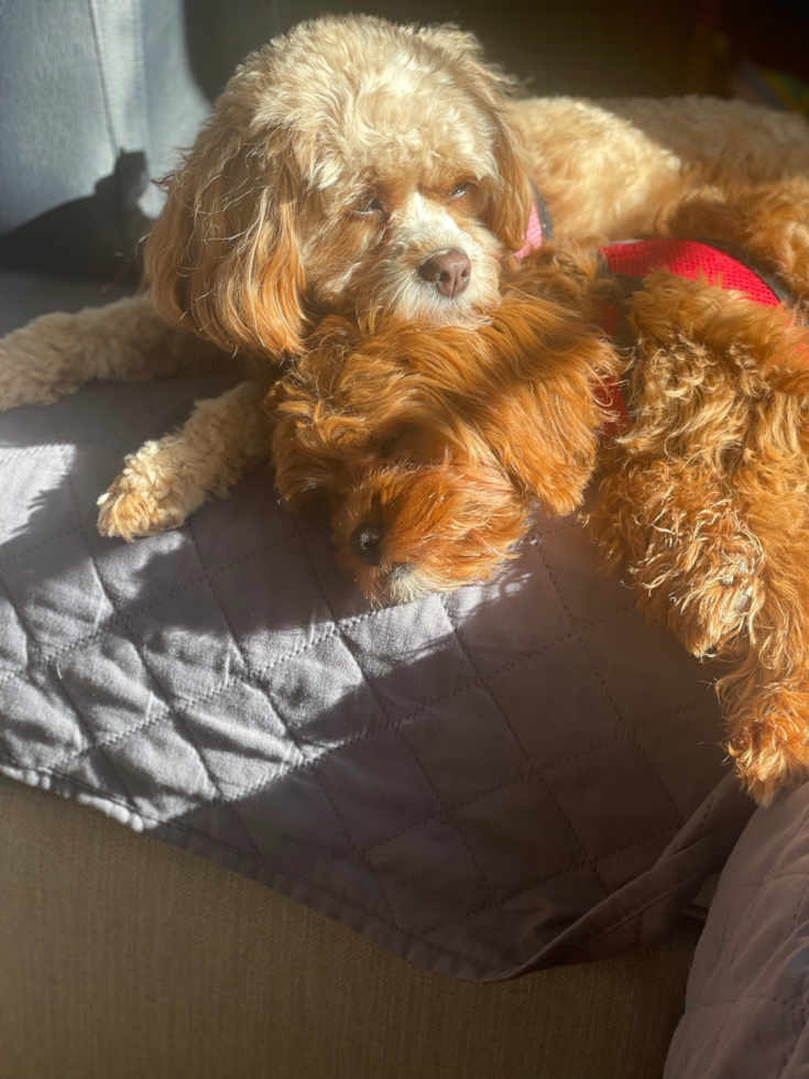 Friendly Cavapoo Pup