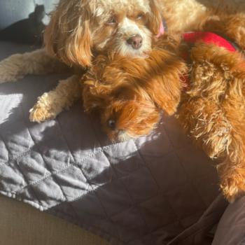 Friendly Cavapoo Pup