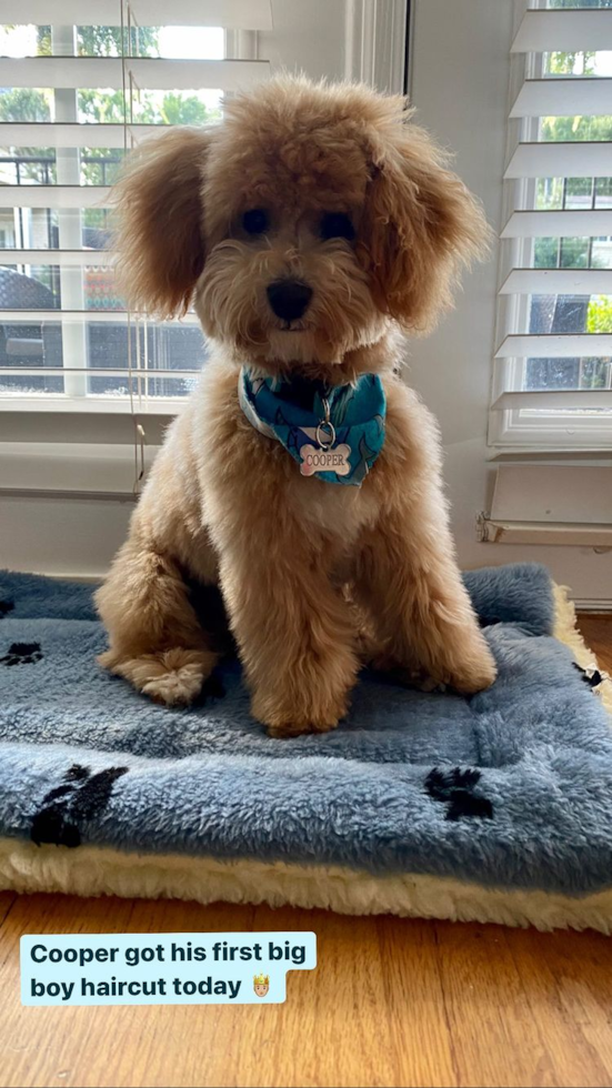 Friendly Poochon Pup in Atlanta GA