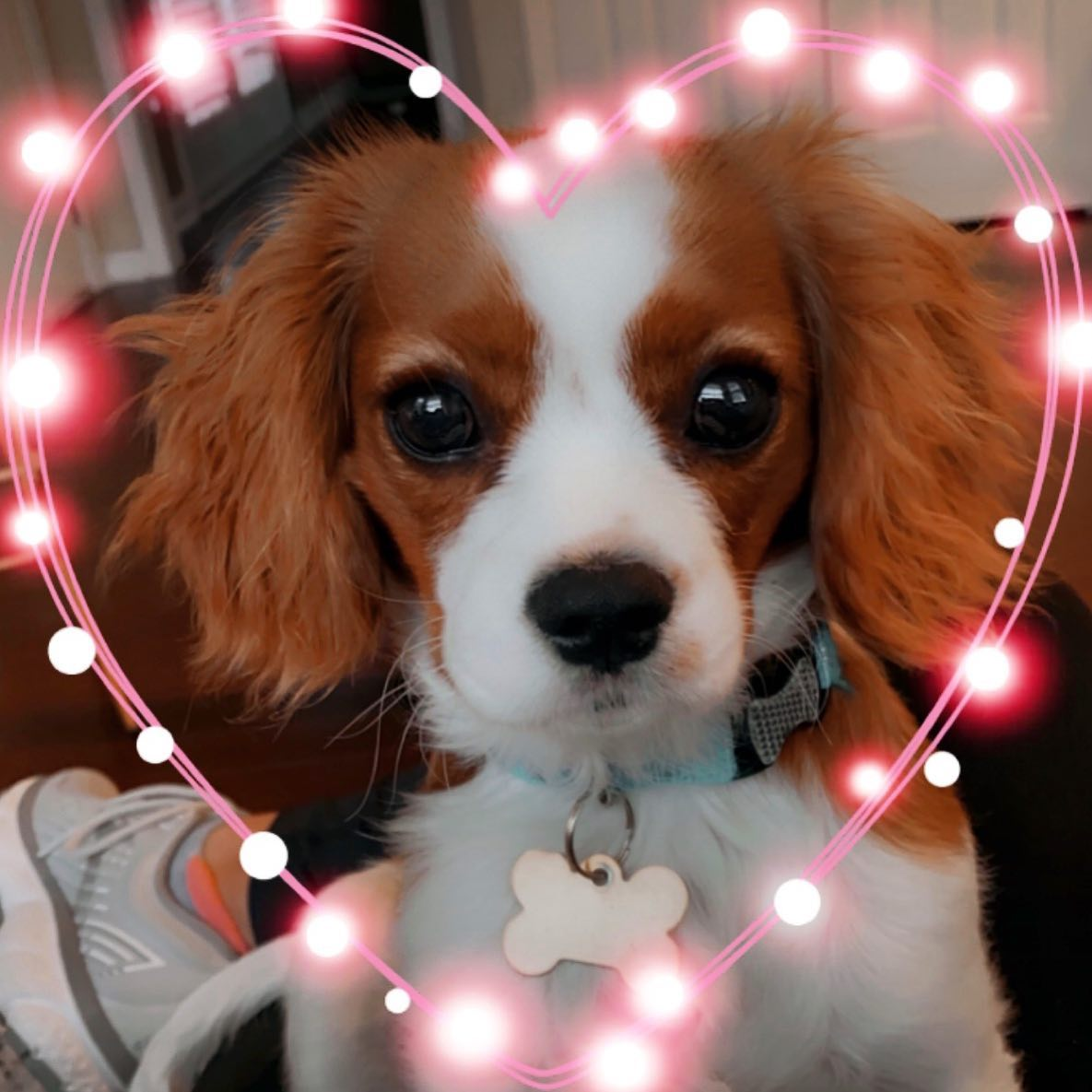 Small Cavalier King Charles Spaniel Purebred Pup