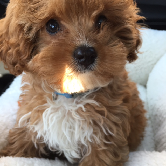 Cavapoo Pup Being Cute