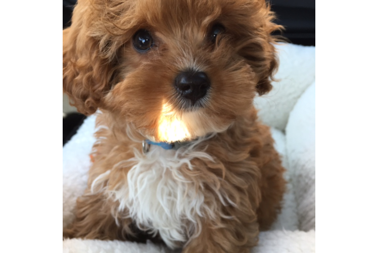 Cavapoo Pup Being Cute