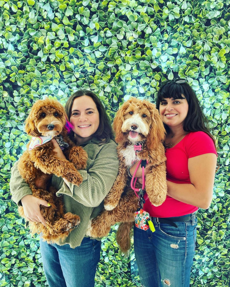 Popular Mini Goldendoodle Poodle Mix Pup