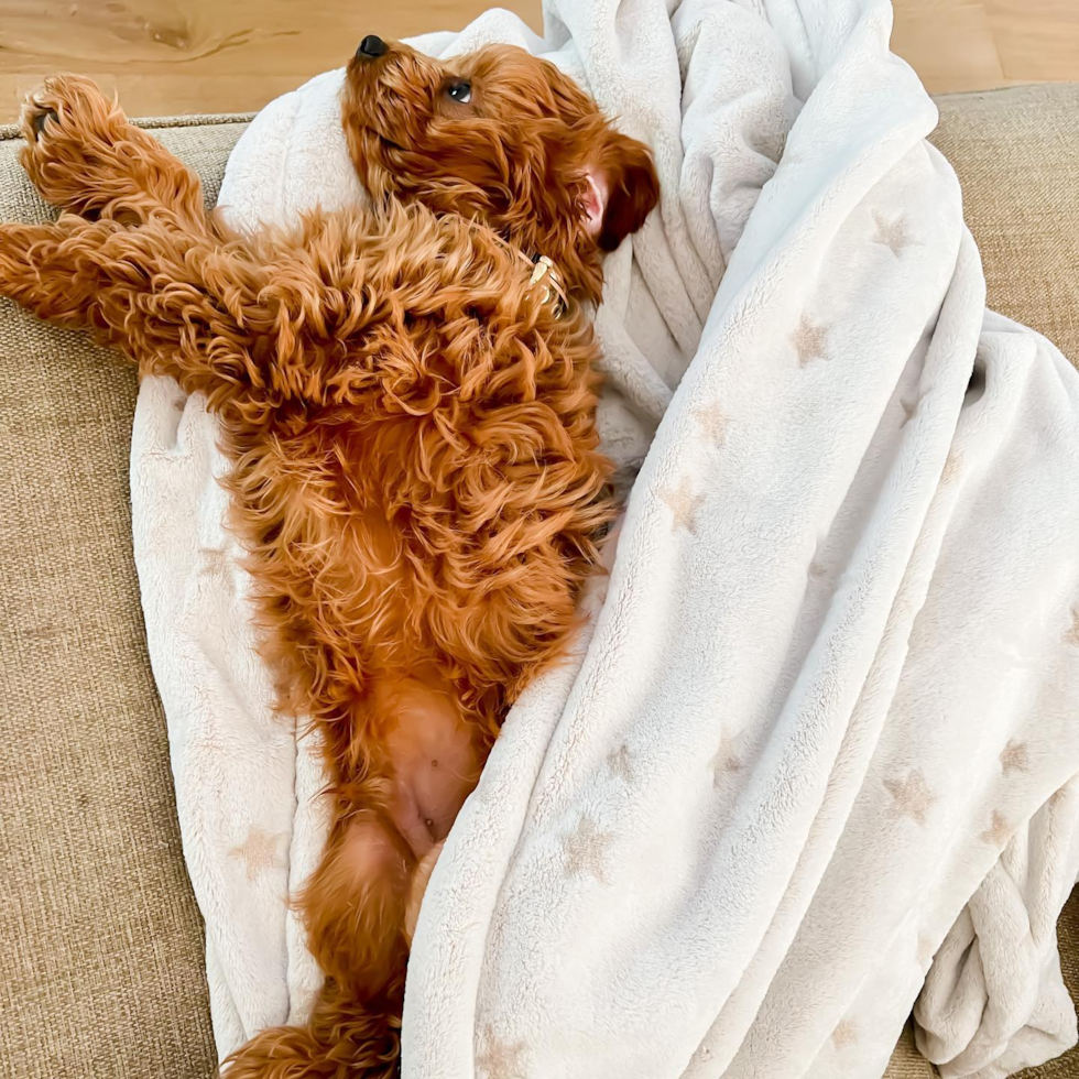 Sweet Cavapoo Pup