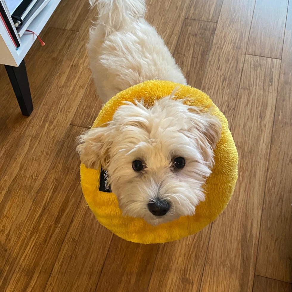 Maltipoo Being Cute