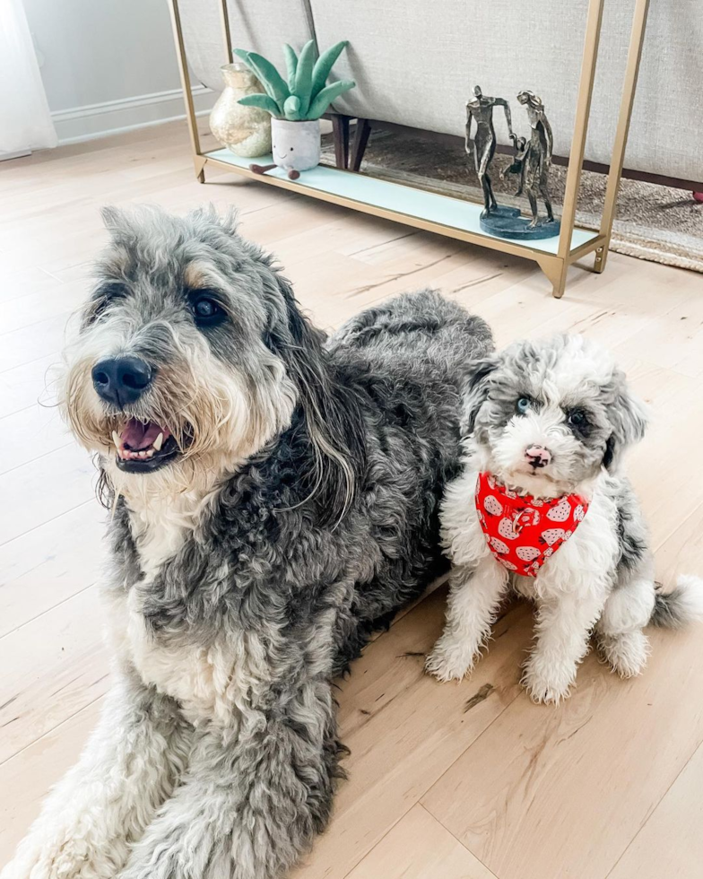 Small Mini Sheepadoodle Pup