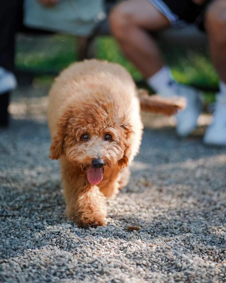 Energetic Golden Retriever Poodle Mix Pup