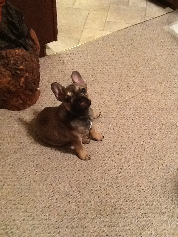 Small French Bulldog Purebred Pup