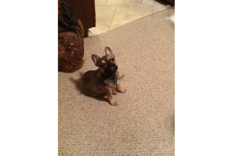 Small French Bulldog Purebred Pup