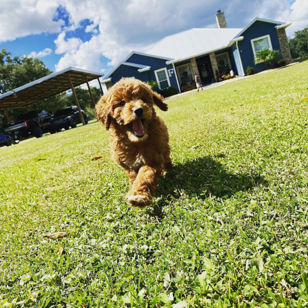 Smart Mini Goldendoodle Poodle Mix Pup