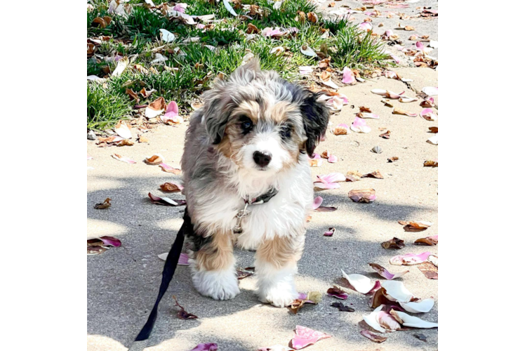 Best Aussiechon Baby