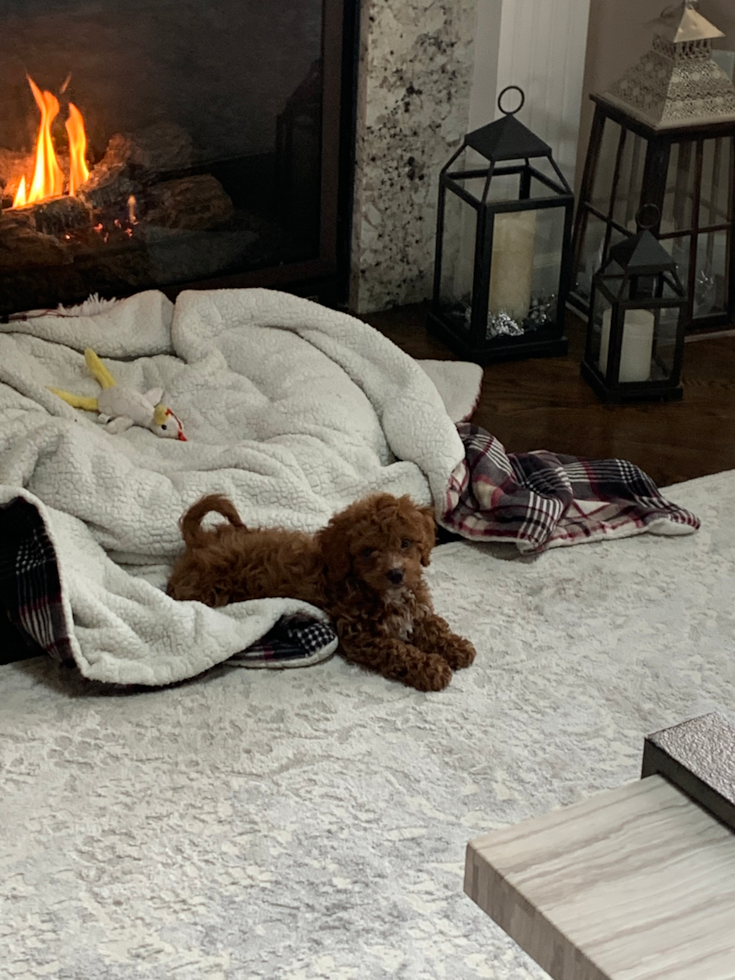 Adorable Cavoodle Poodle Mix Pup