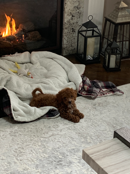 Adorable Cavoodle Poodle Mix Pup